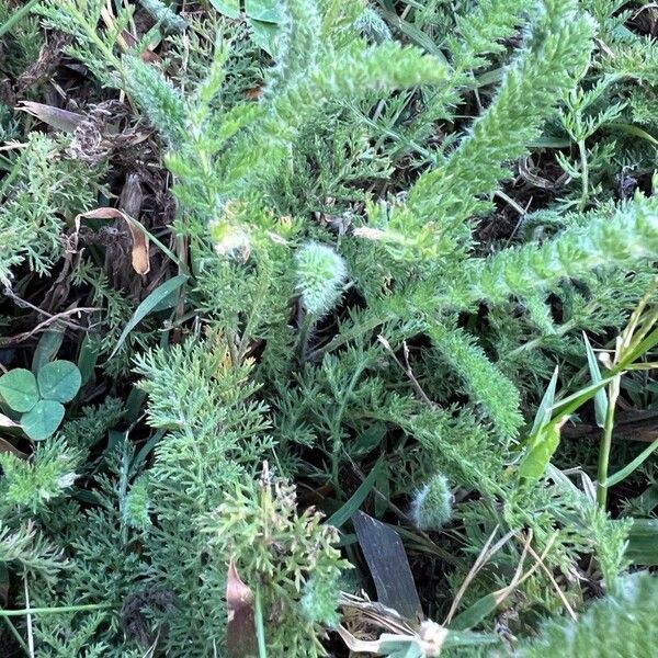 Achillea crithmifolia Leaf