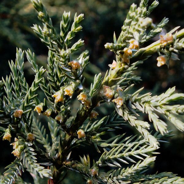 Juniperus recurva Кветка