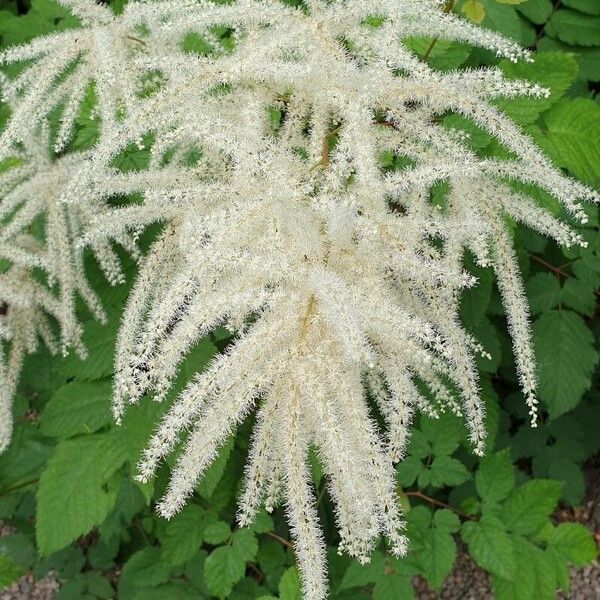 Aruncus dioicus ফুল