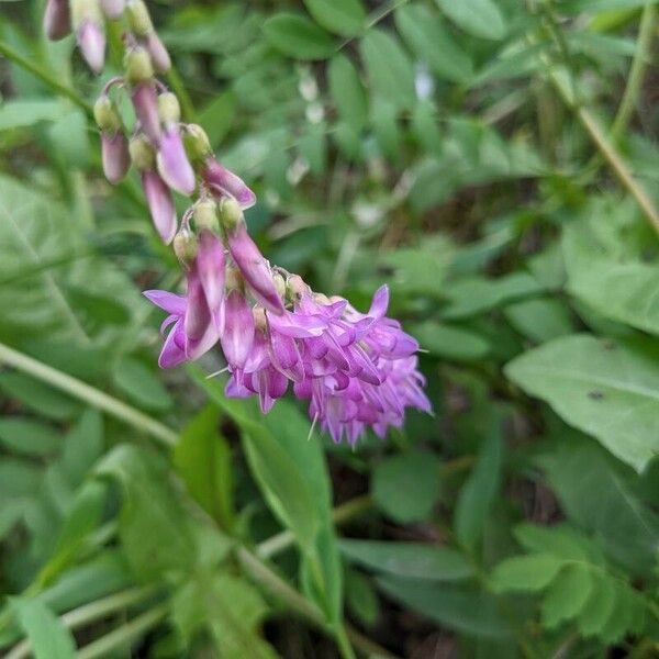 Hedysarum hedysaroides Fiore