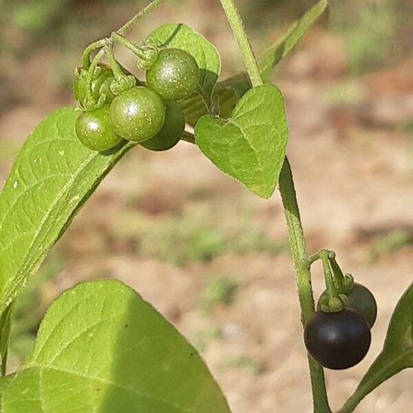 Solanum chenopodioides 果