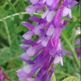 Vicia cracca Flower