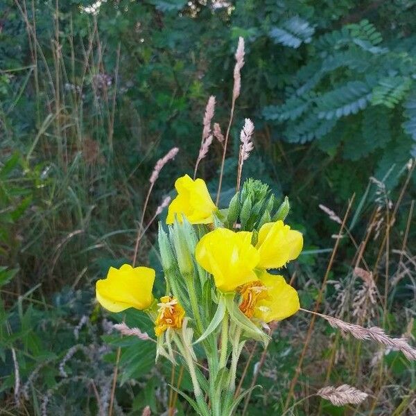 Oenothera biennis 花