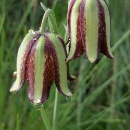 Fritillaria lusitanica Flor