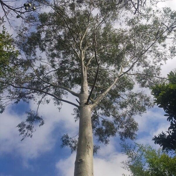 Corymbia citriodora Azala