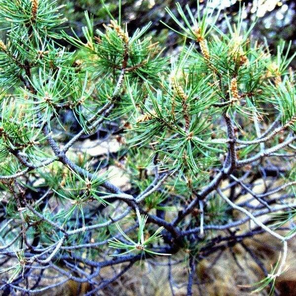 Pinus cembroides Habitus