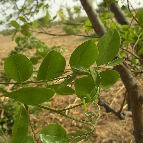 Cassia sieberiana Blad