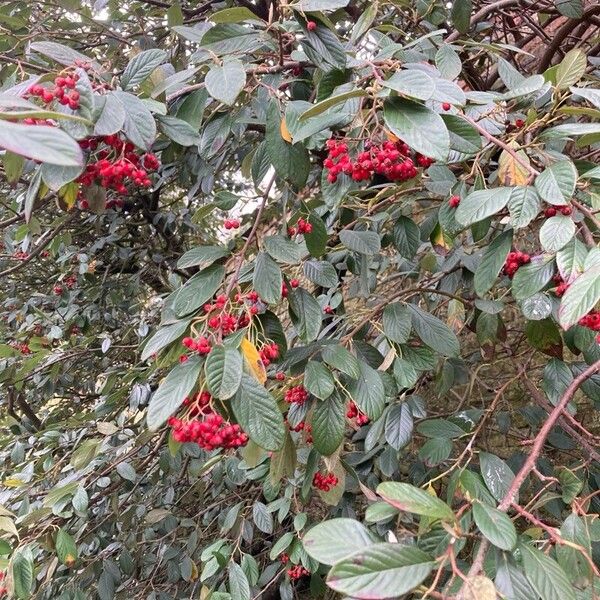 Cotoneaster frigidus Lapas