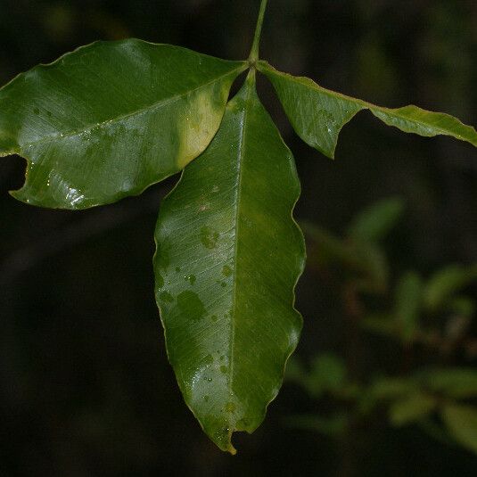 Vepris lanceolata Lehti