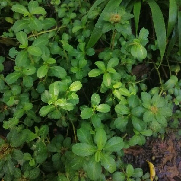 Acanthospermum australe Fulla