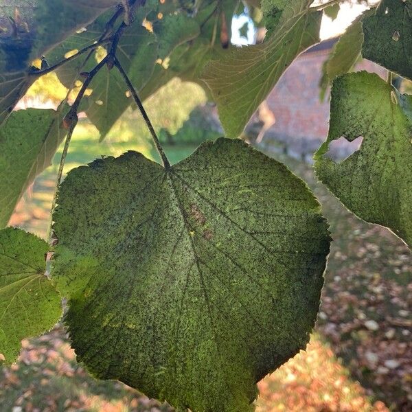 Tilia platyphyllos Blad