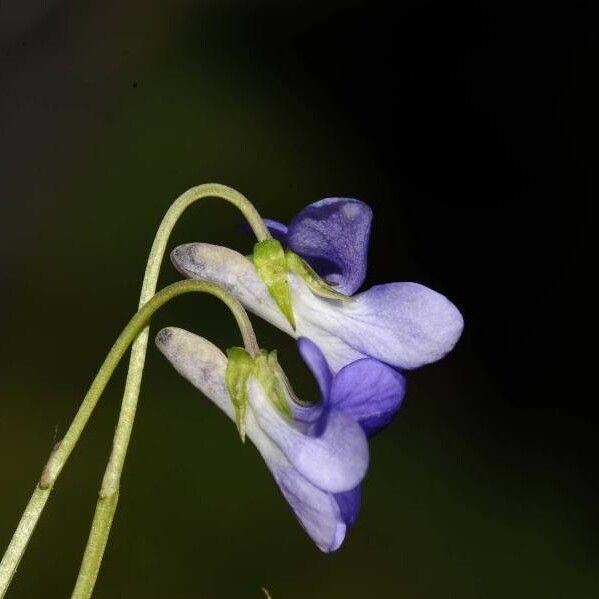 Viola riviniana Floare