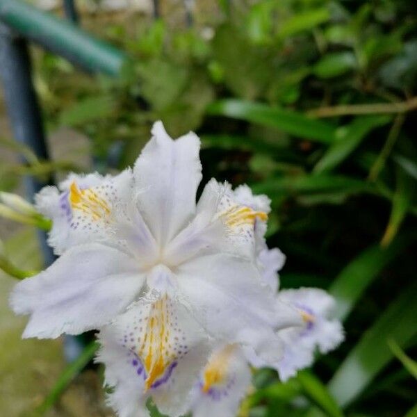 Iris japonica Flower