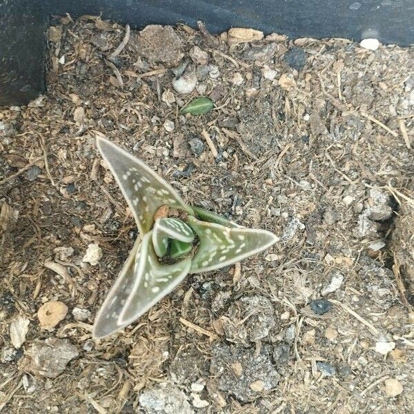 Aloe variegata Hoja