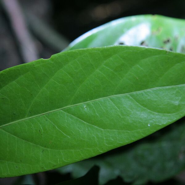 Ocotea leucoxylon 葉