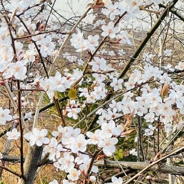 Prunus cerasifera Flower