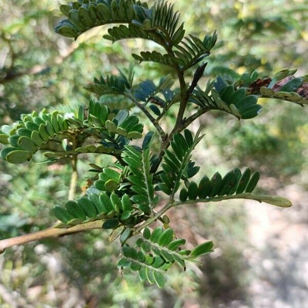 Acacia terminalis Blatt