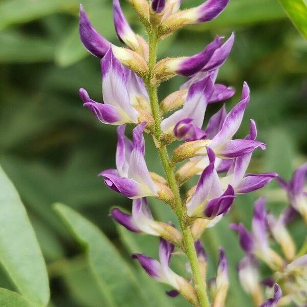 Glycyrrhiza glabra Kwiat