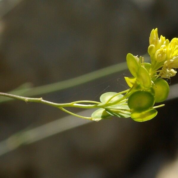 Biscutella valentina Flower