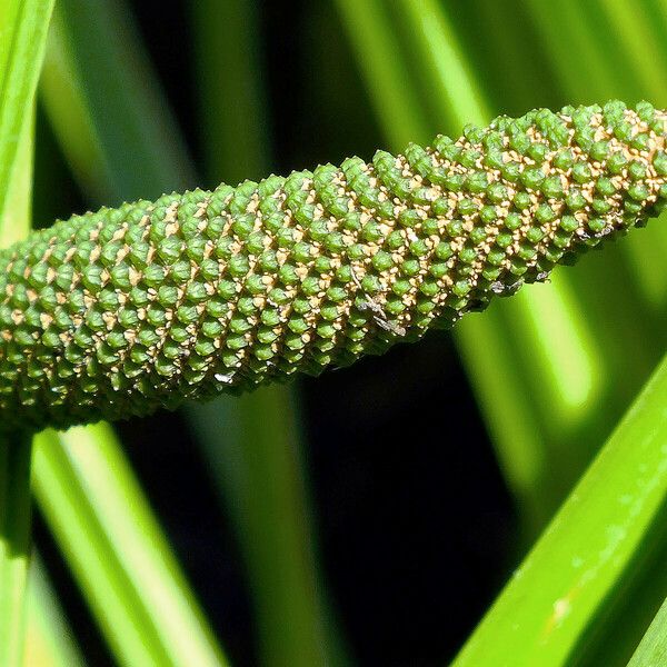 Acorus calamus Blüte