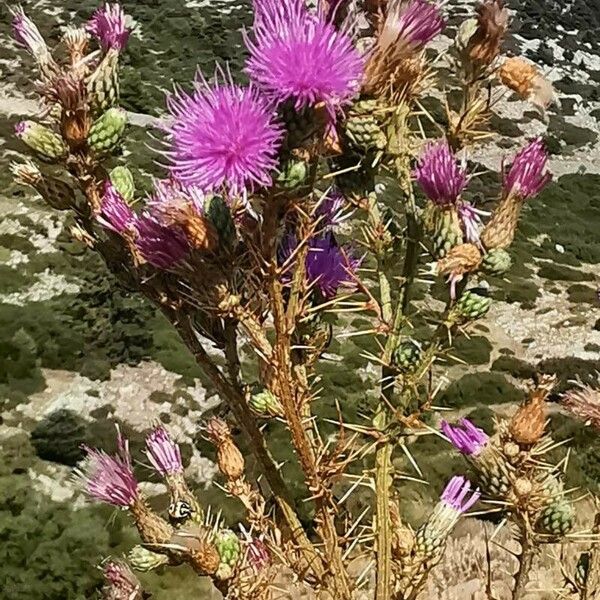 Cirsium creticum Flower