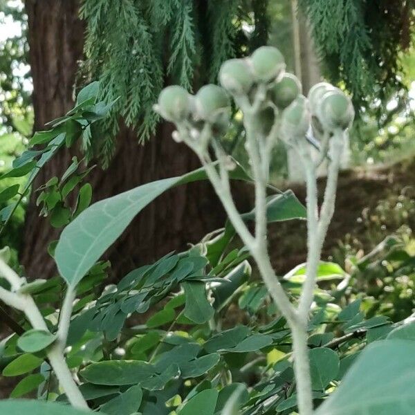 Solanum mauritianum Fruto