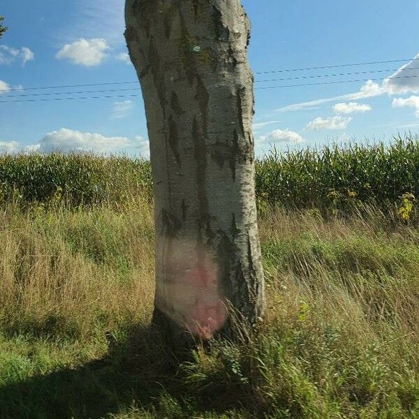 Ceiba speciosa Kabuk