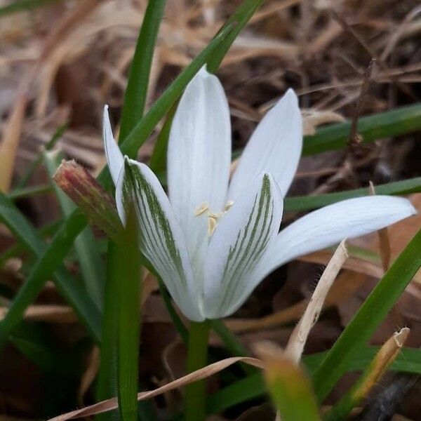 Ornithogalum orthophyllum Çiçek