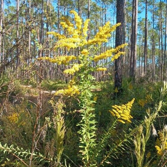 Solidago canadensis 花