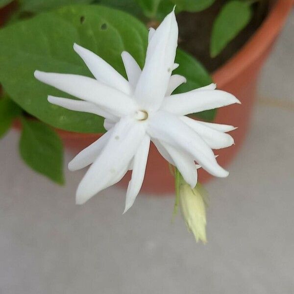 Jasminum laurifolium Blomma