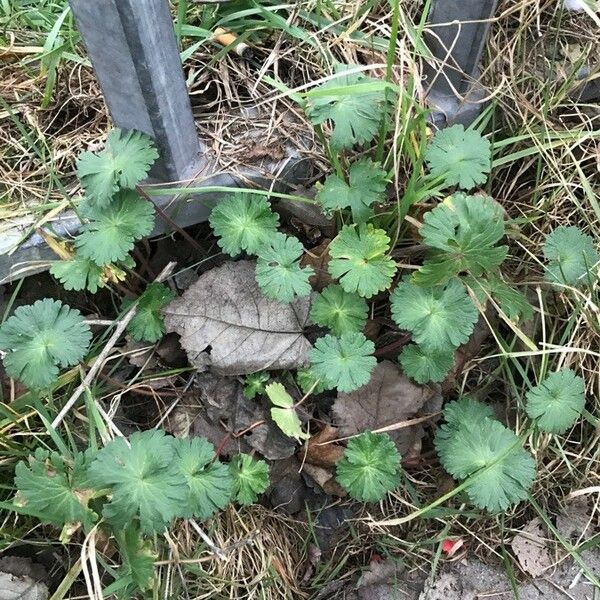 Geranium argenteum Blad