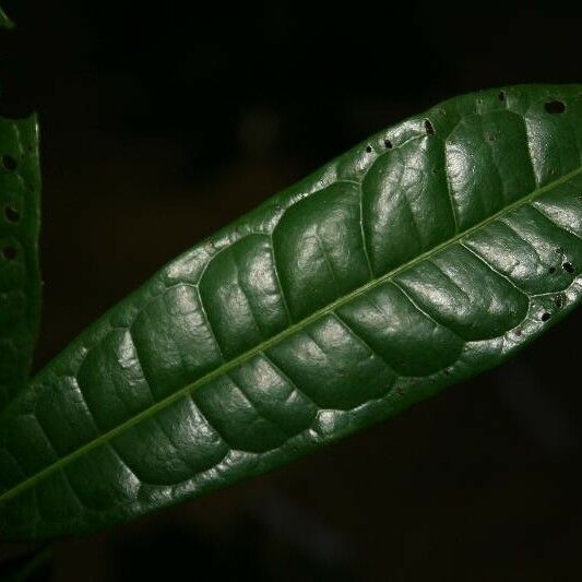 Vantanea parviflora Deilen