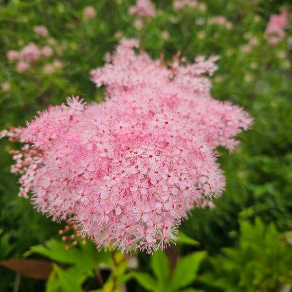 Filipendula rubra Floro