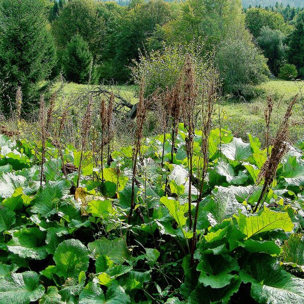 Rumex alpinus Агульны выгляд