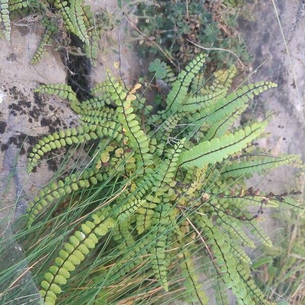 Asplenium trichomanes पत्ता