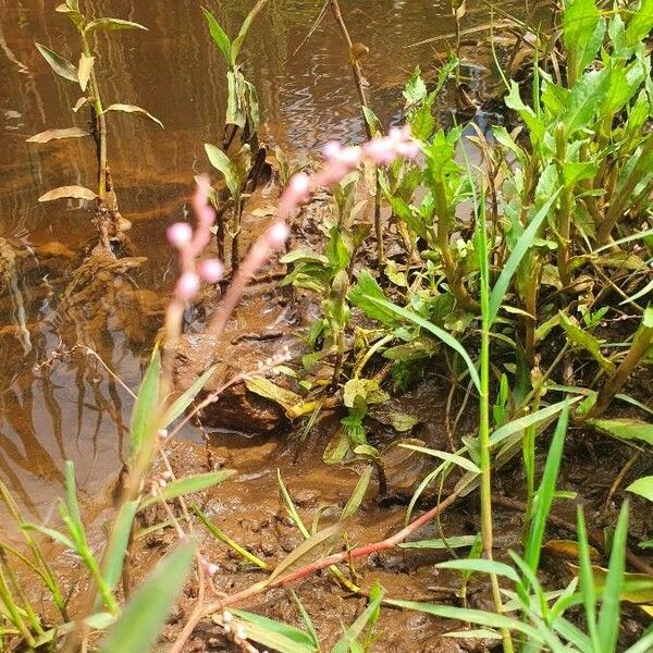 Persicaria strigosa Blomst