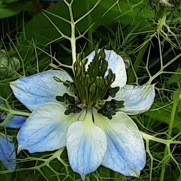 Nigella sativa Blomst