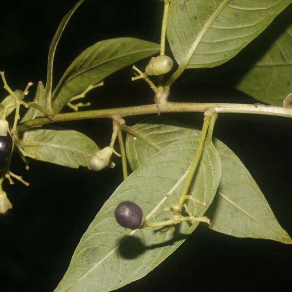 Cestrum reflexum Fruit