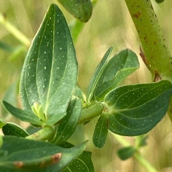 Hypericum perforatum Leaf