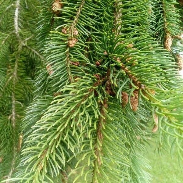 Picea abies List