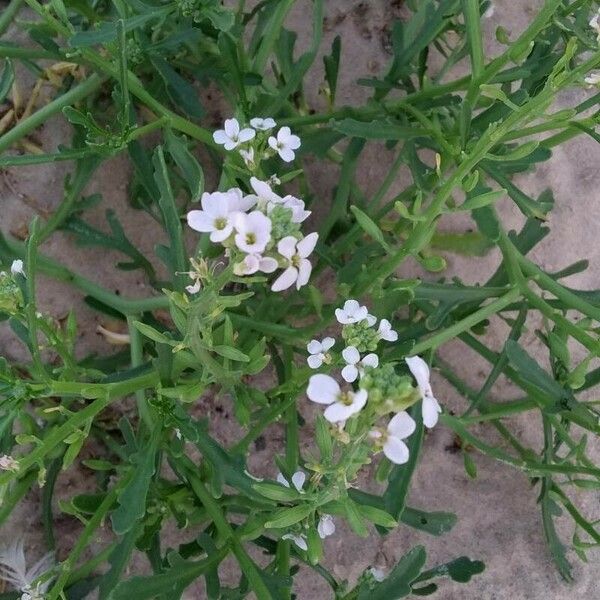 Cakile maritima Blüte