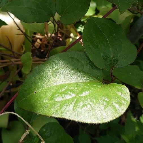 Clematis patens Leaf