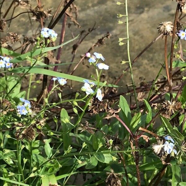 Myosotis scorpioides অভ্যাস