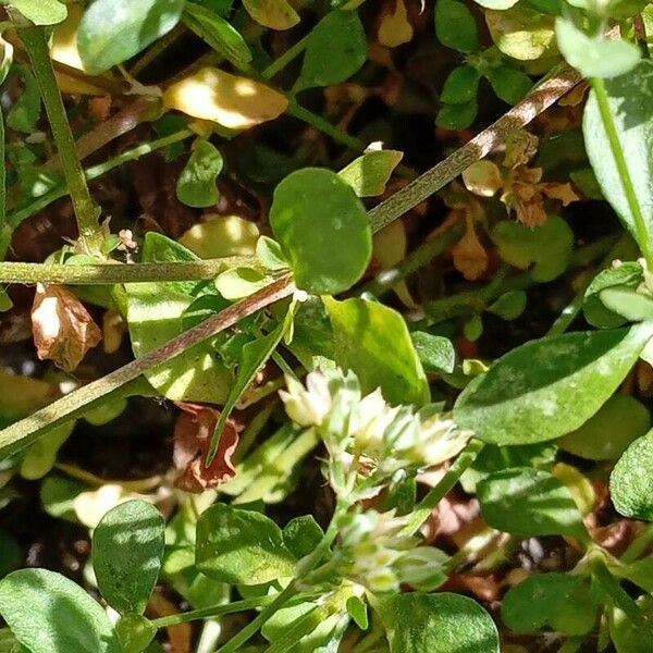 Polycarpon tetraphyllum Deilen