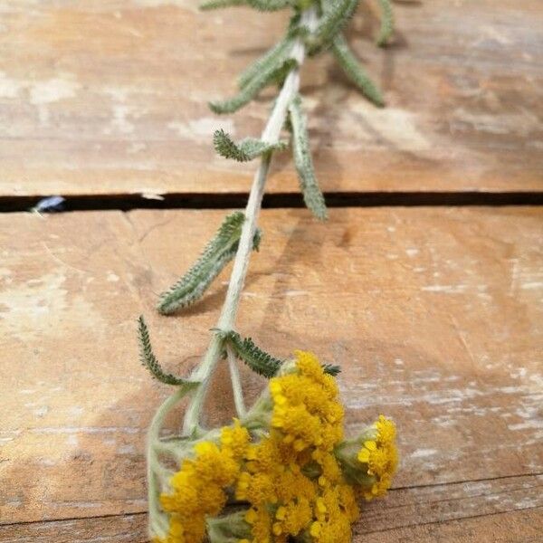 Achillea tomentosa Flower