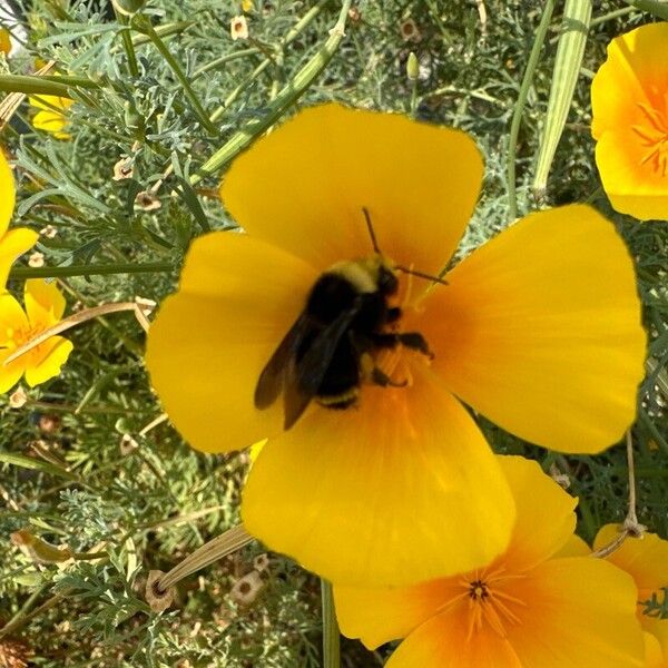 Eschscholzia caespitosa Flor