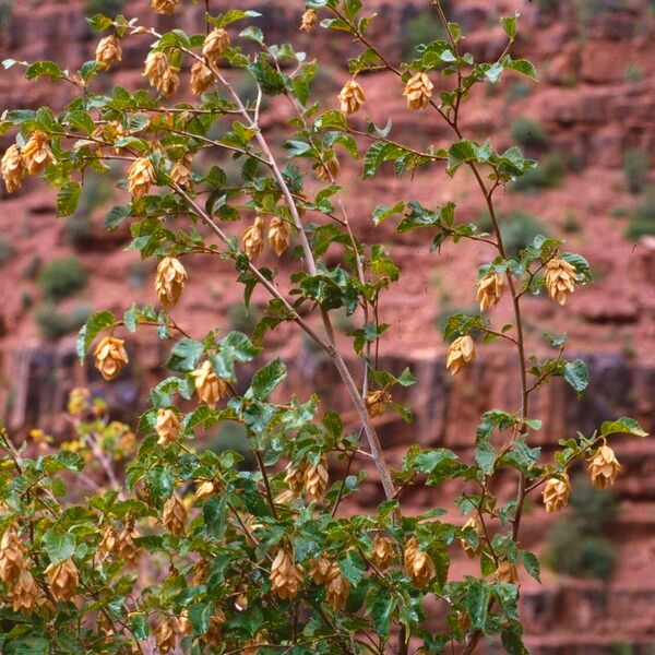 Ostrya knowltonii Fruit