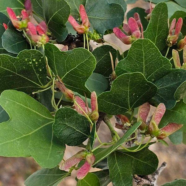 Acer sempervirens Fruit