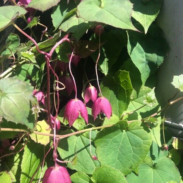 Rhodochiton atrosanguineus Flower