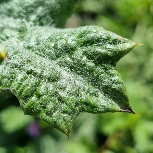 Onopordum acanthium Leaf